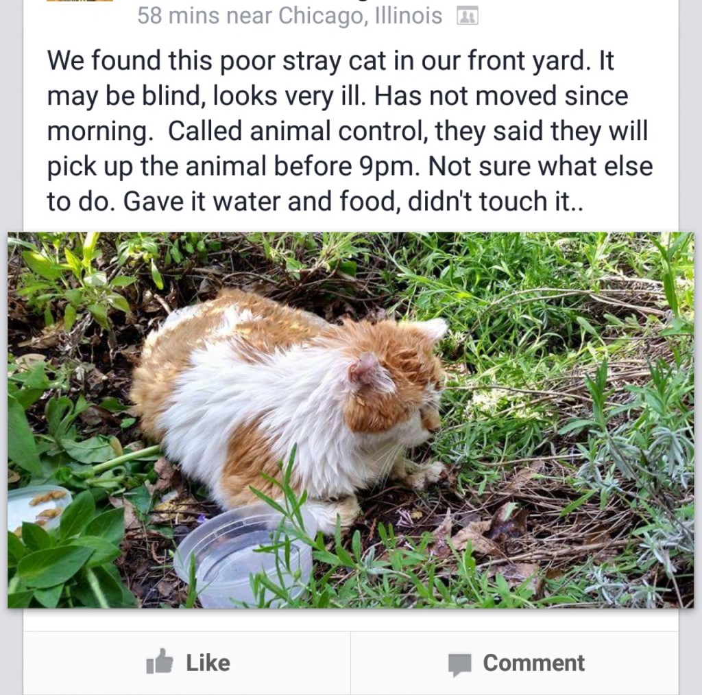 I didn't stop to take a pic while trying to help him. This is the post that saved him. 