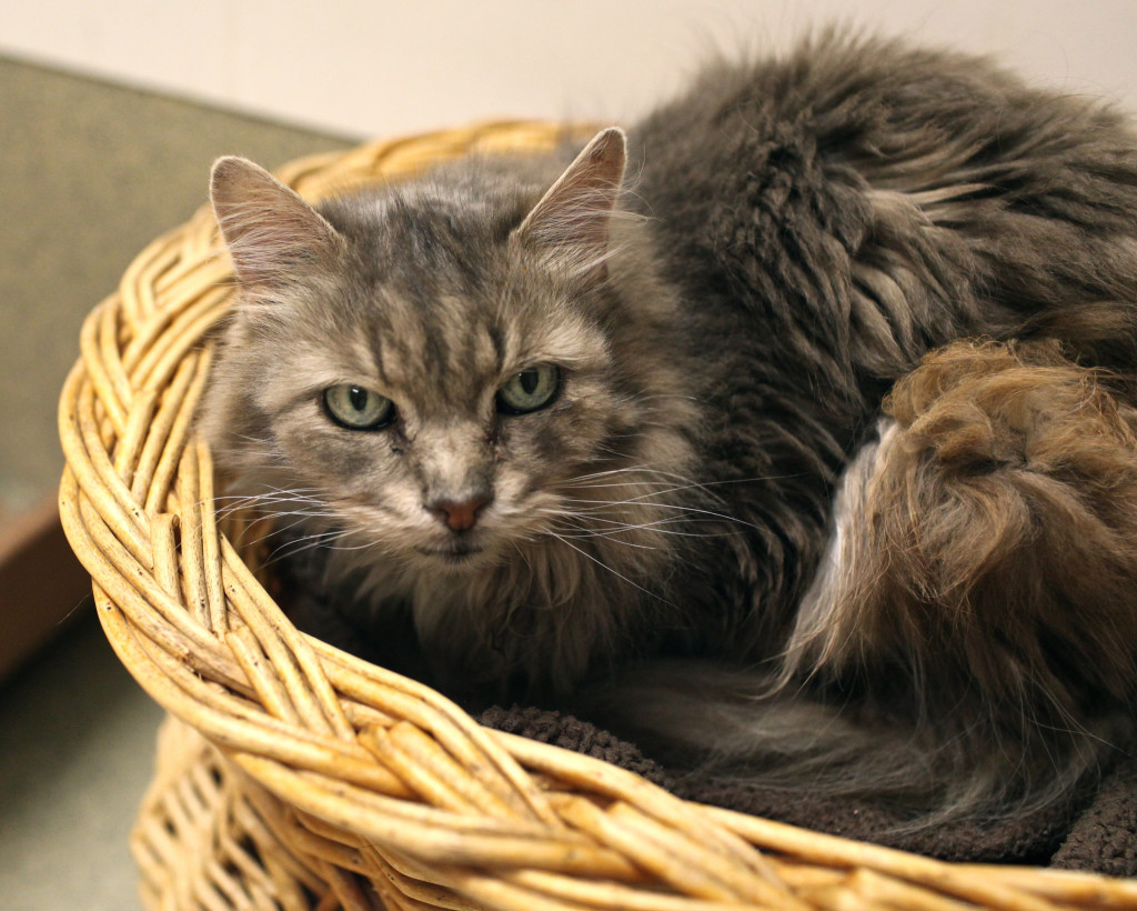 "Are you trying to hug me?" -Hocus.