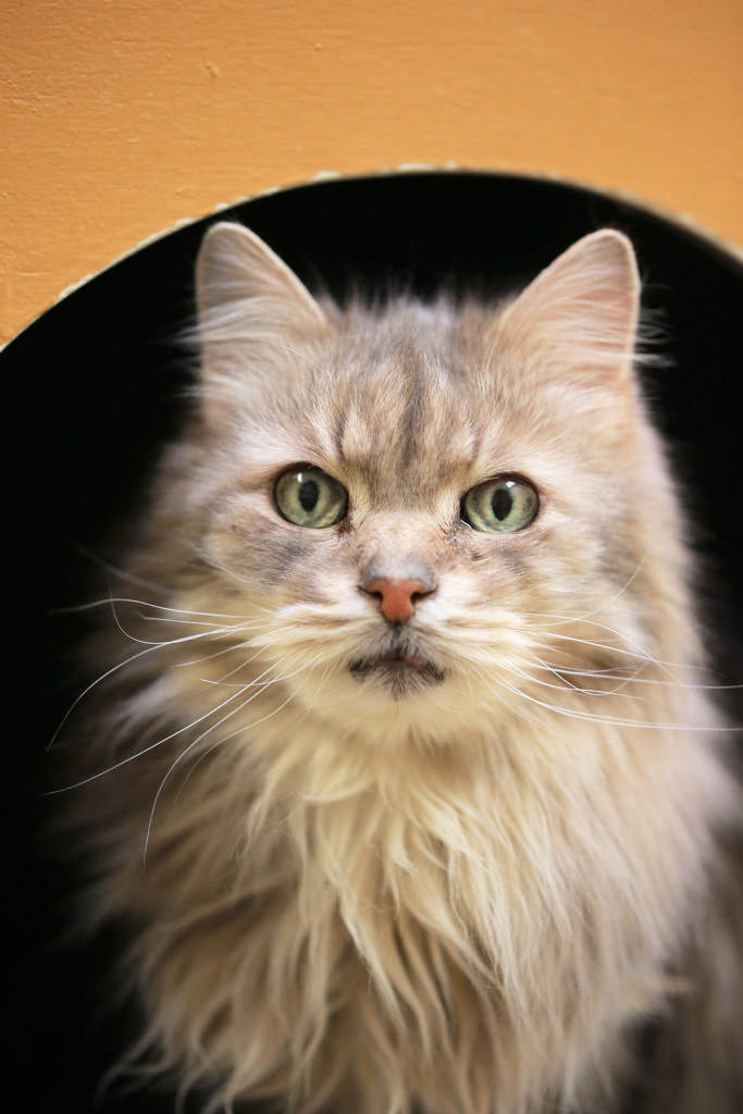 "I see a hug coming. Slow down!" - Hocus