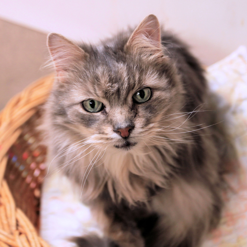 This is Hocus. Fabulous, right? 