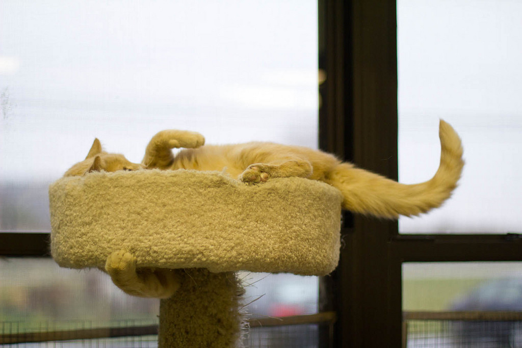 10970818215_96e6d98f84_b