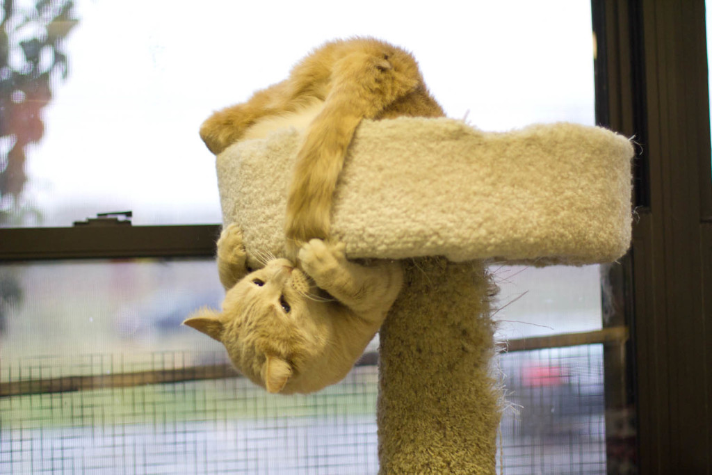 "You, tail! I've got you now!" - Duff. 