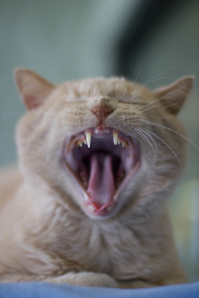 8525767520_5264824112_o