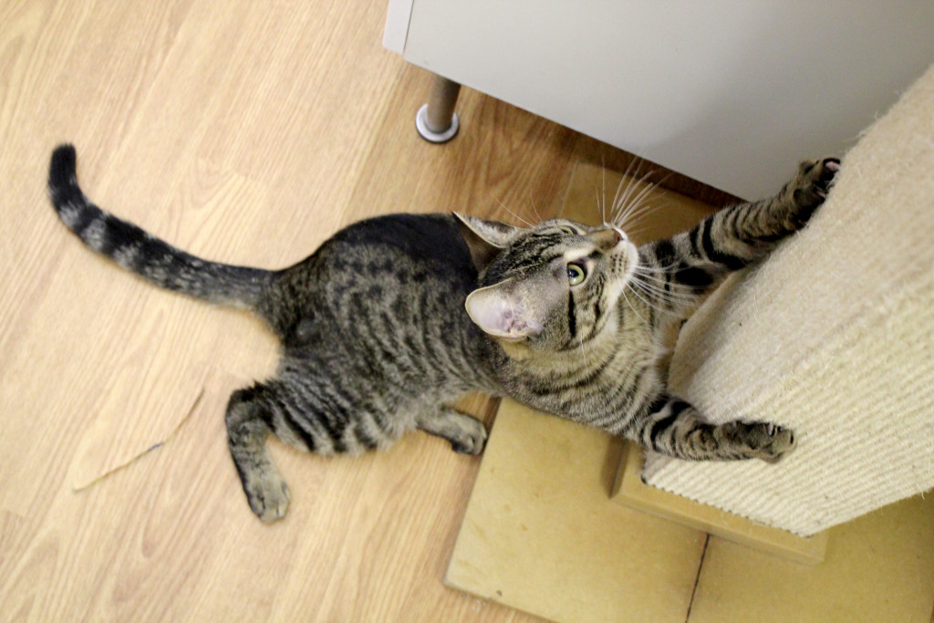 Using his gas-powered "Super boost" to climb up the pole. 