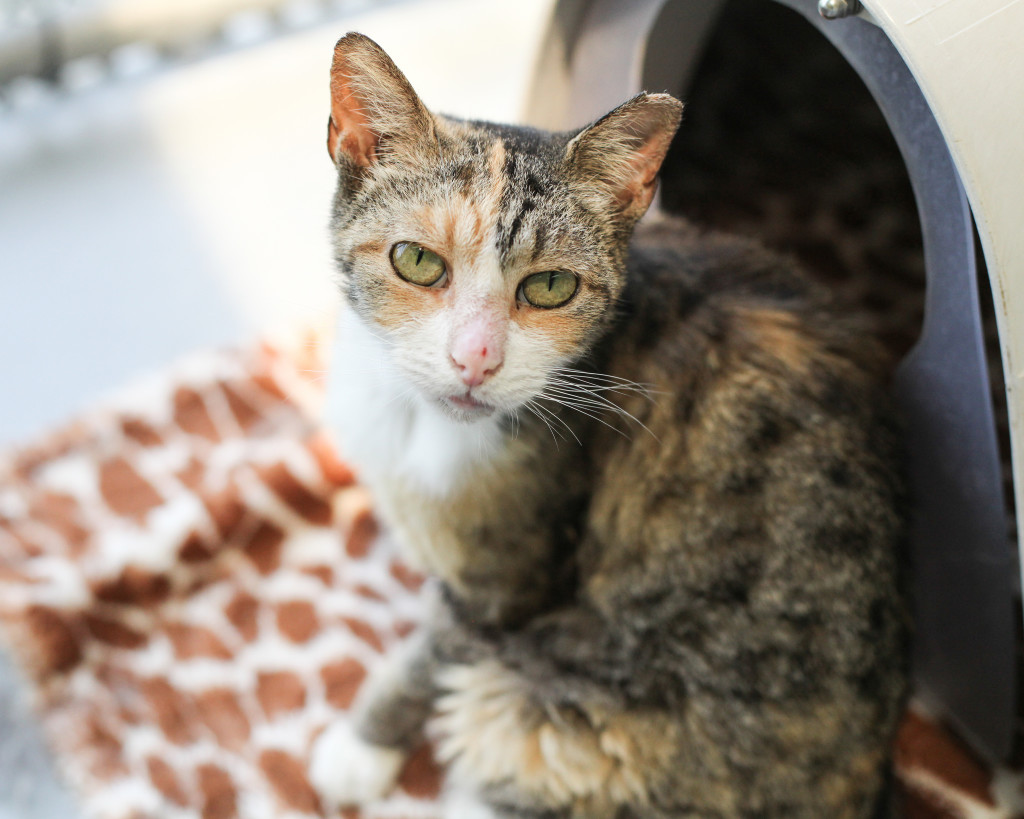 I have no teeth? That's ok, I didn't need them anyway.