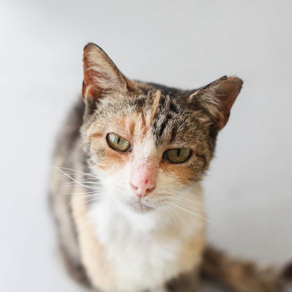 "Oh, is that a spot on your lap? Can I make biscuits there?" - Addy.