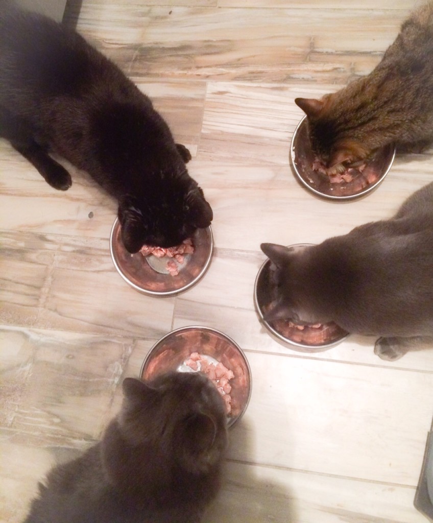 Four out of four testers enjoyed the Raw Bites.