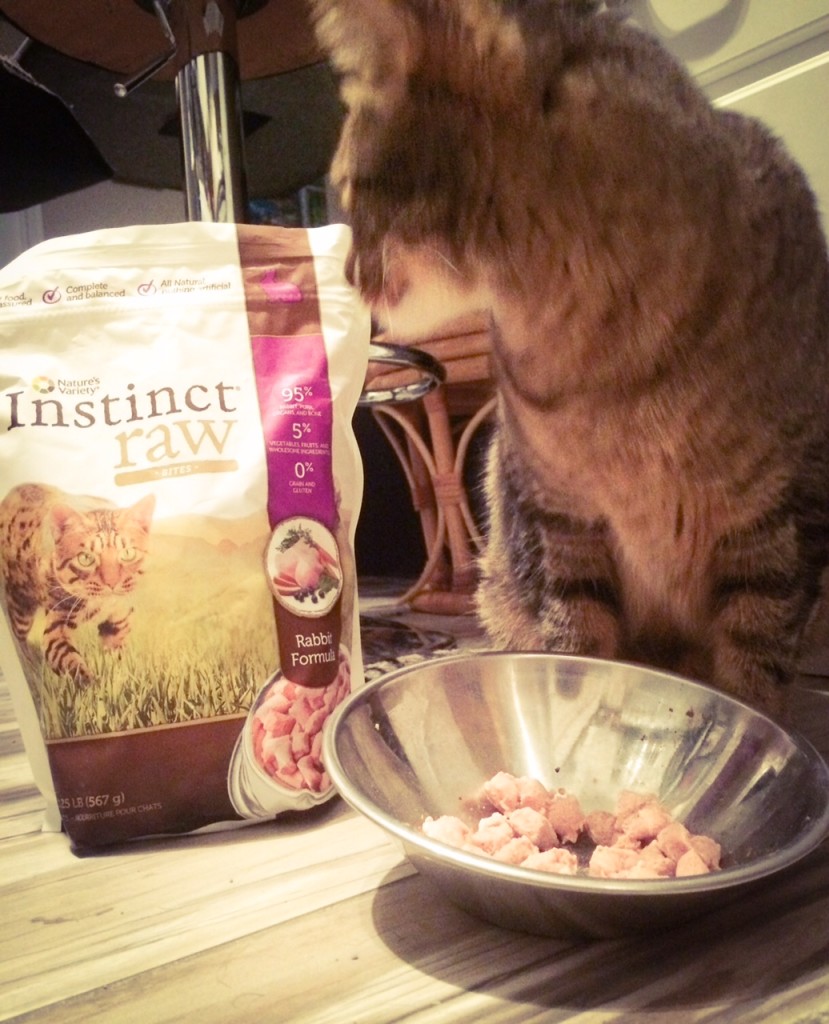 I didn't trust this cat. I think he was there to take my food.