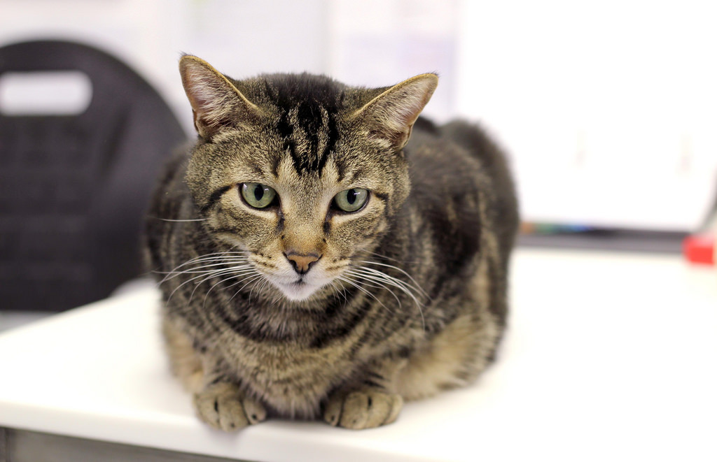 Dreaming of the day he becomes the Keeper of Your Castle.