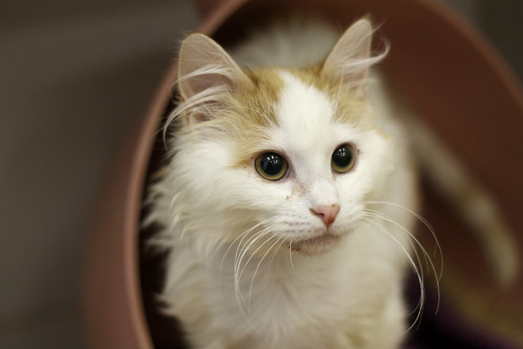 "Is that a litter box? I shall use it with purpose!" - Prince Owly