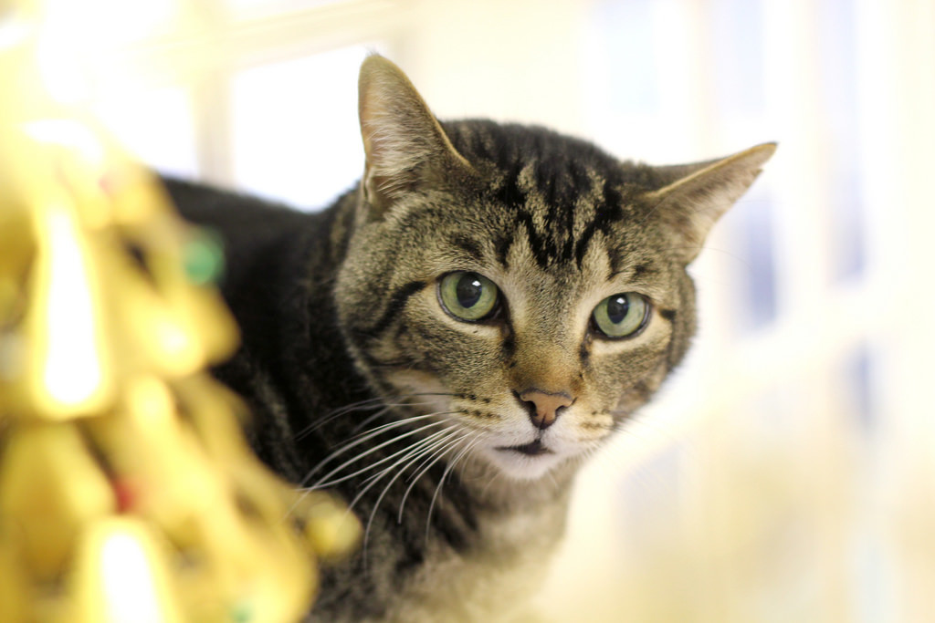 Mitch, the unstoppable.