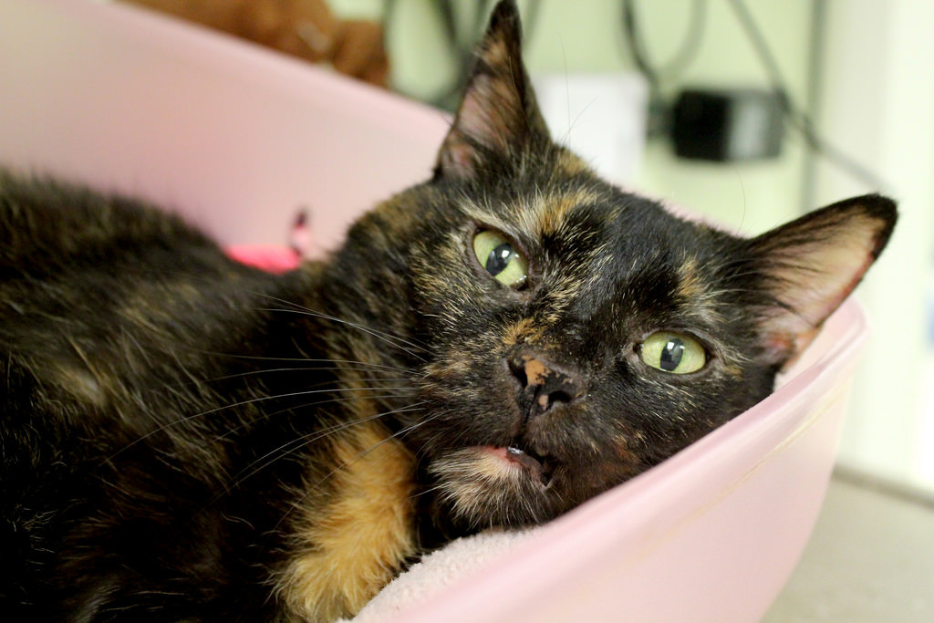 Wondering if her fifth home will finally be the one. 