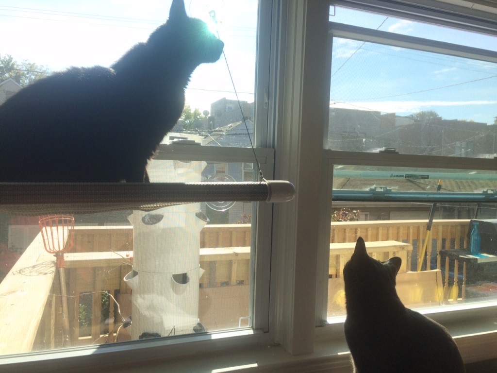 Niles and Sprinkle enjoying the sun porch.