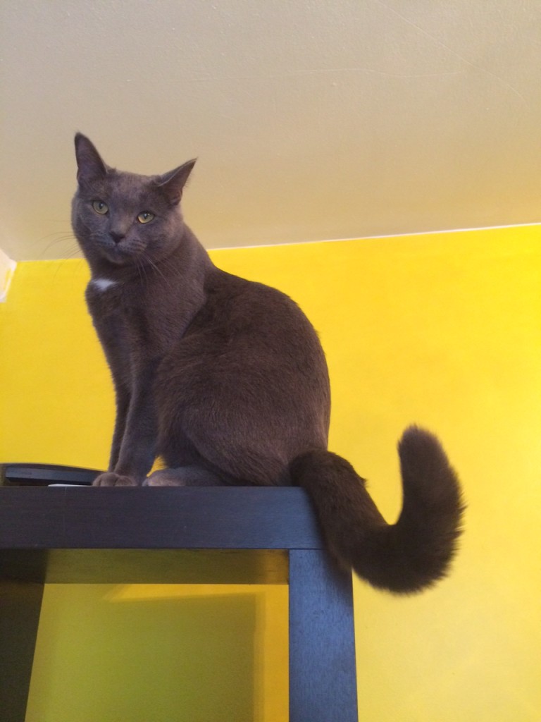 Sprinkle enjoying the wall I painted to match her eyes.