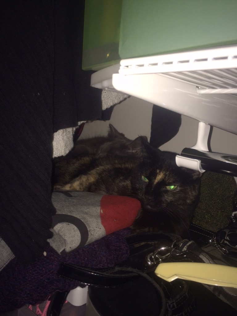 Peabody and Louie bonding in the closet.