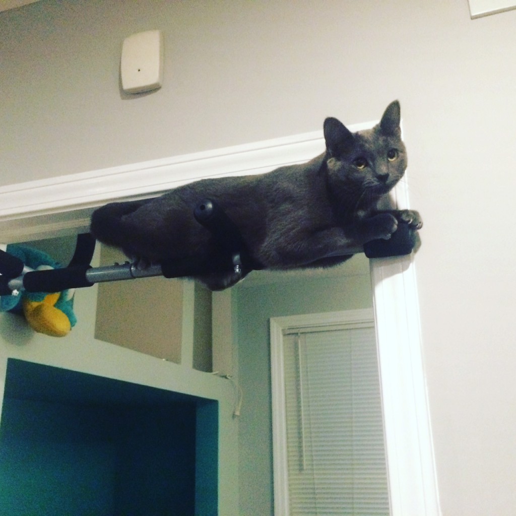 Sprinkle tries out the pull-up bar.