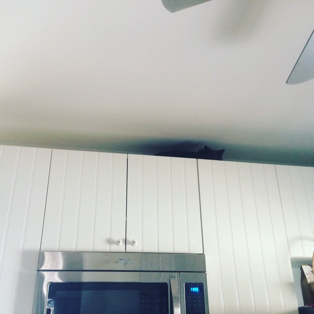 Louie is the first to discover the hiding spot on top of the kitchen cabinets.