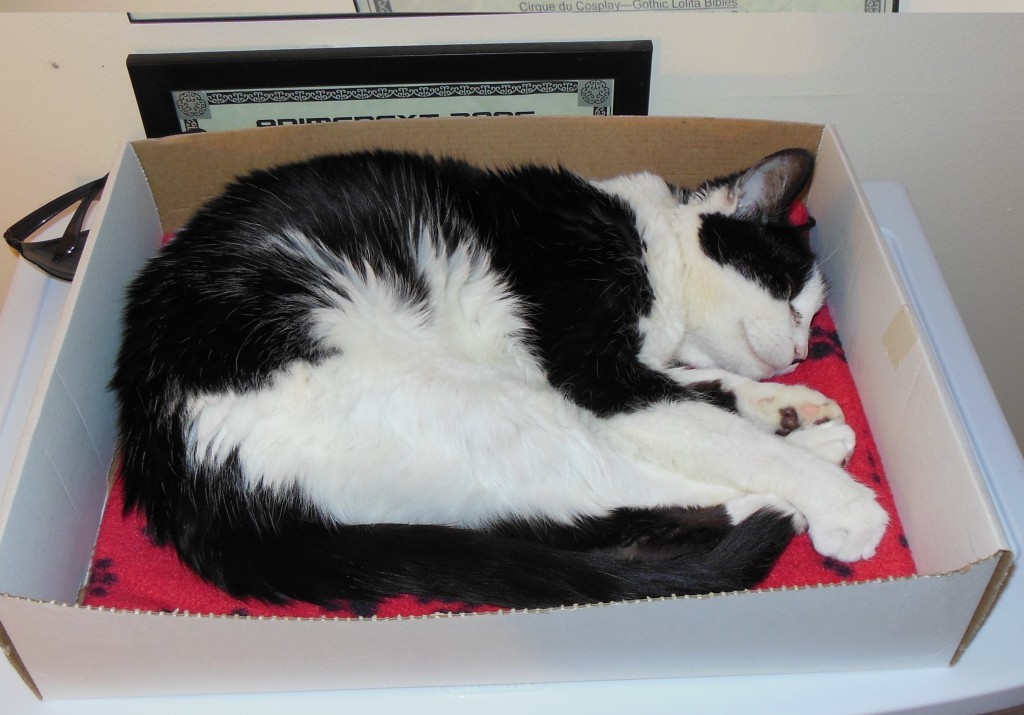 Patches sure loves boxes. 