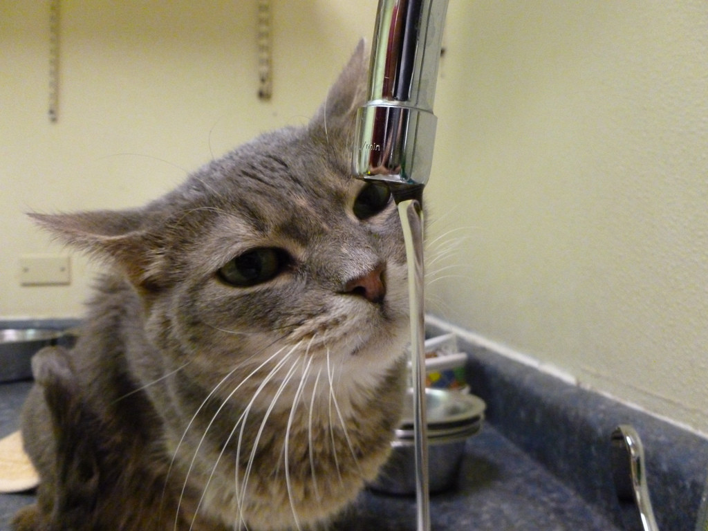 Tickles having a drink. She likes water dripping, not poured.