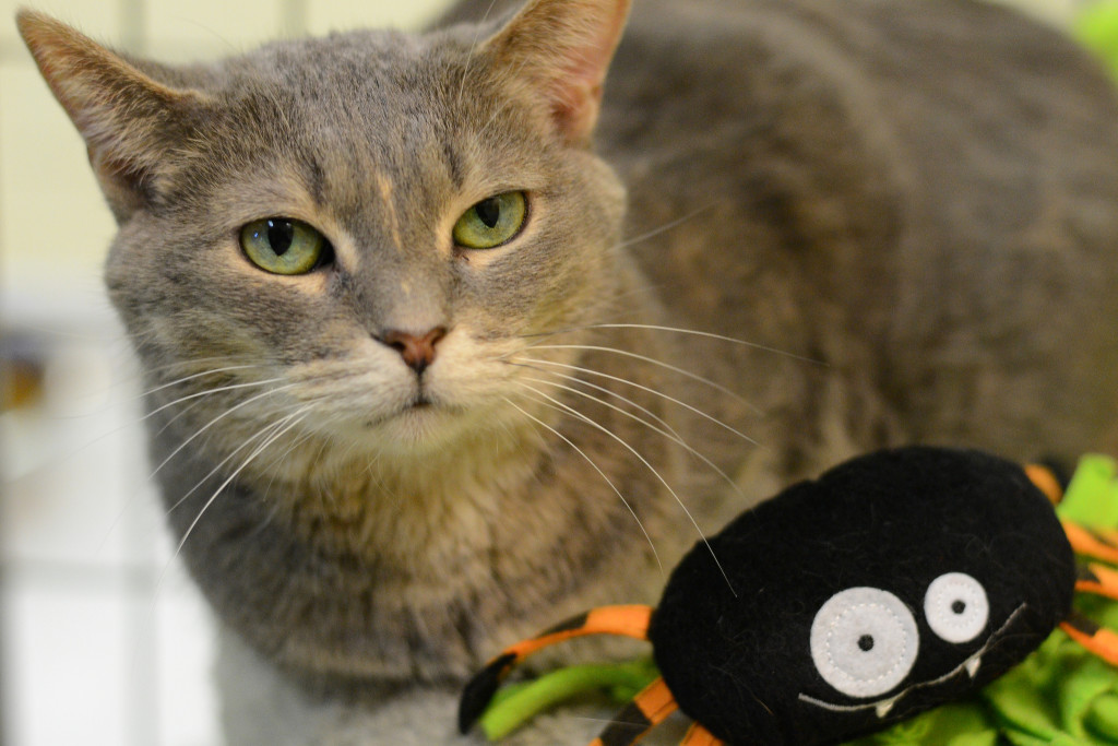 Tickles and her companion "Mr. Spidey Spide." He doesn't have to come, too, but you know, if you have room...