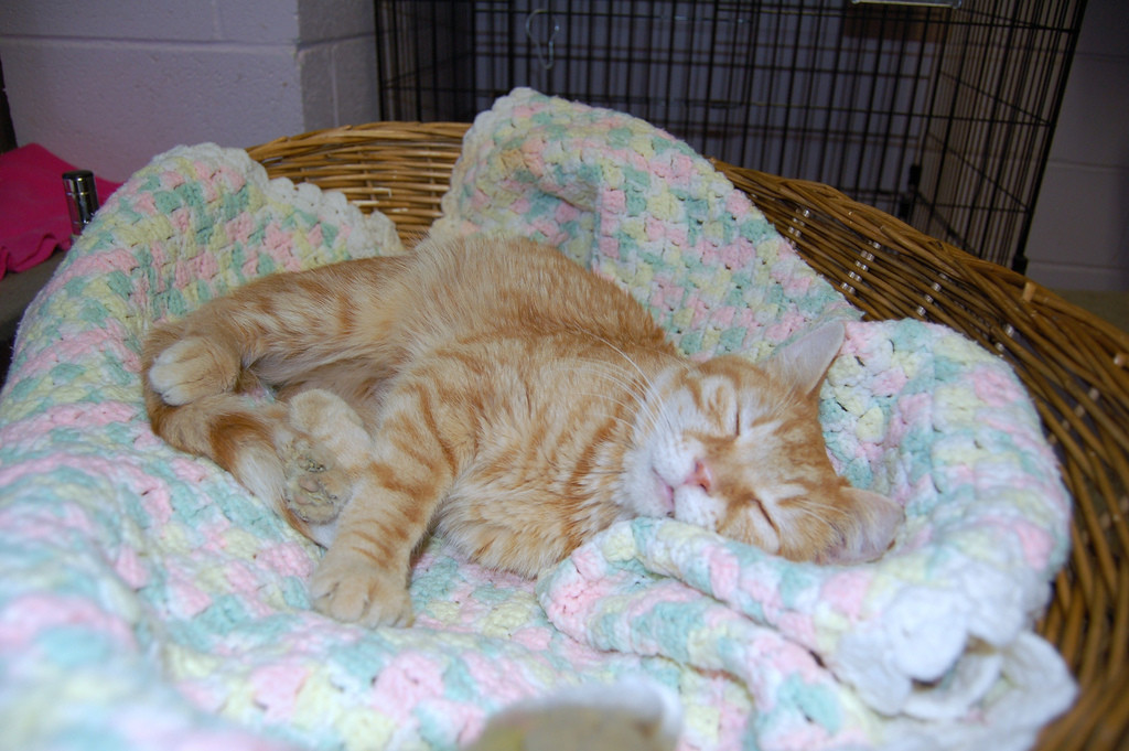 Gary, deeply contemplating the snuggle factor of this blanket/basket combo.