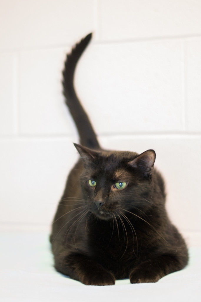 Workin' it as a tail model. 