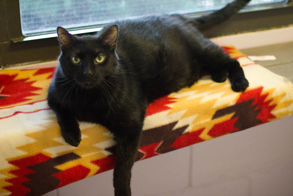 Moon Shadow: The Invincible. 