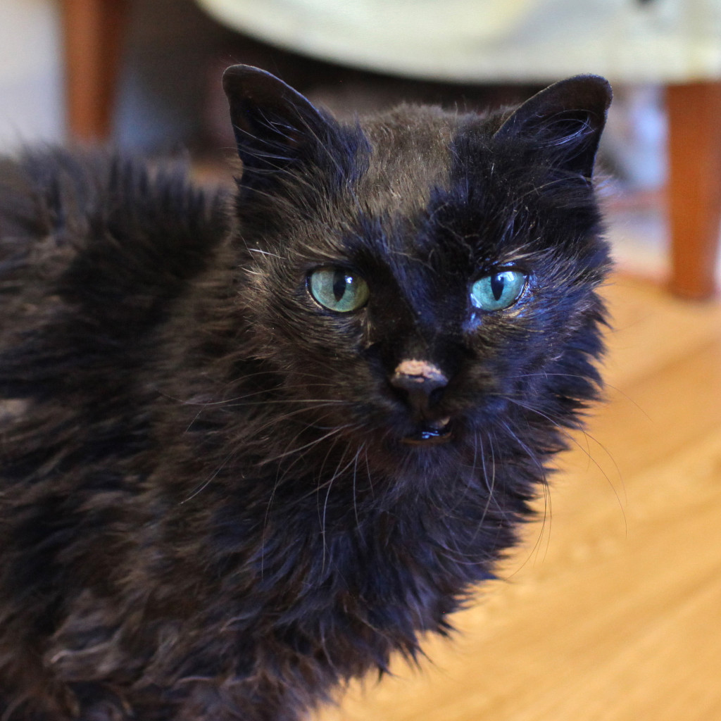 Henrietta in her dark phase.