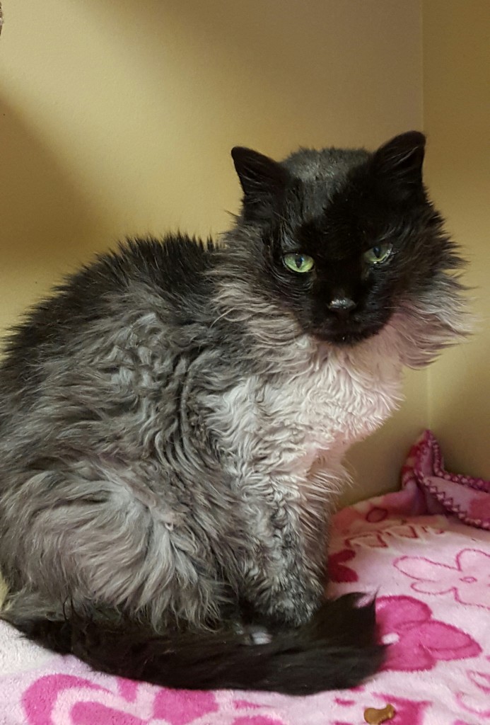 Henrietta in her silver period. Outstanding. And pricey.