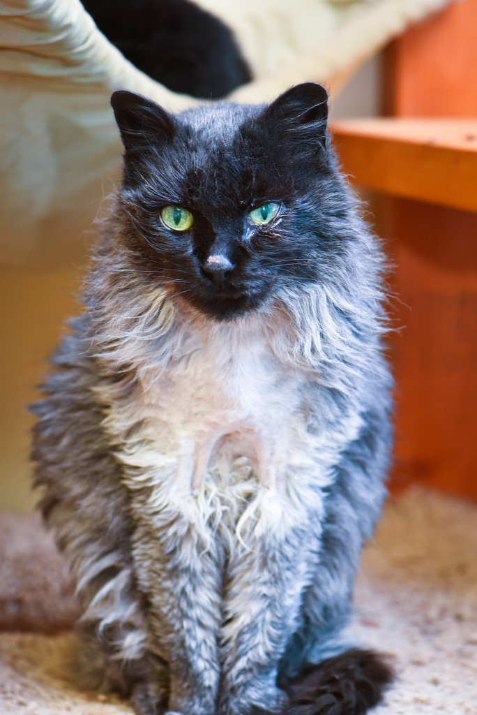 Henrietta: the coolest 12 year old around.