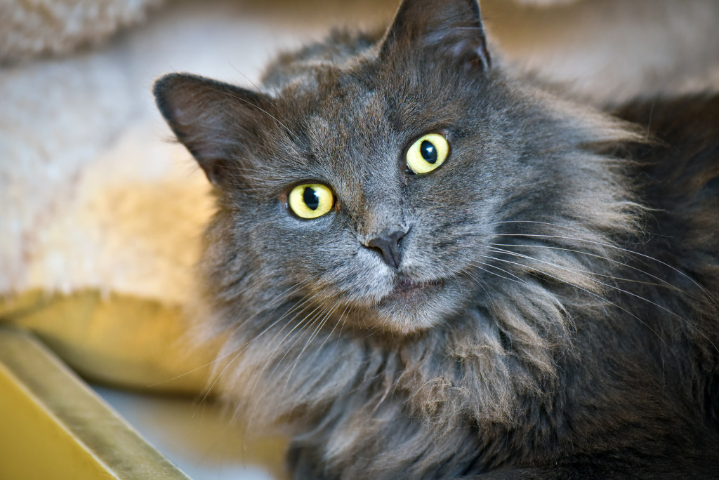 The one, the only: Mr. GFP