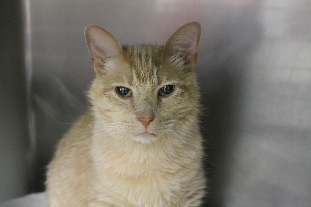 "Hurry. These spicy tuna rolls won't keep long." - Yellow Tail