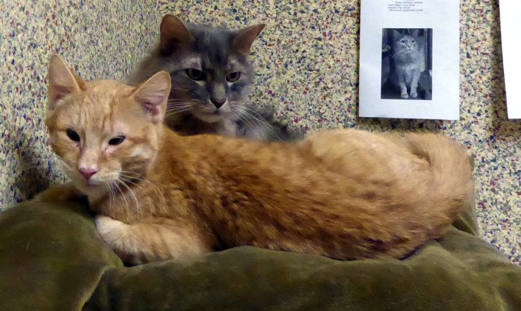 Apple Pie and his buddy "A La Mode" (I don't actually know who that is.)