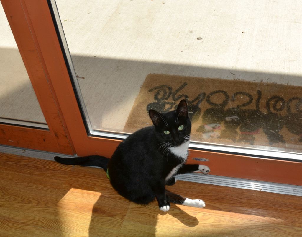 Olive shining the floors with her lovely behind. 