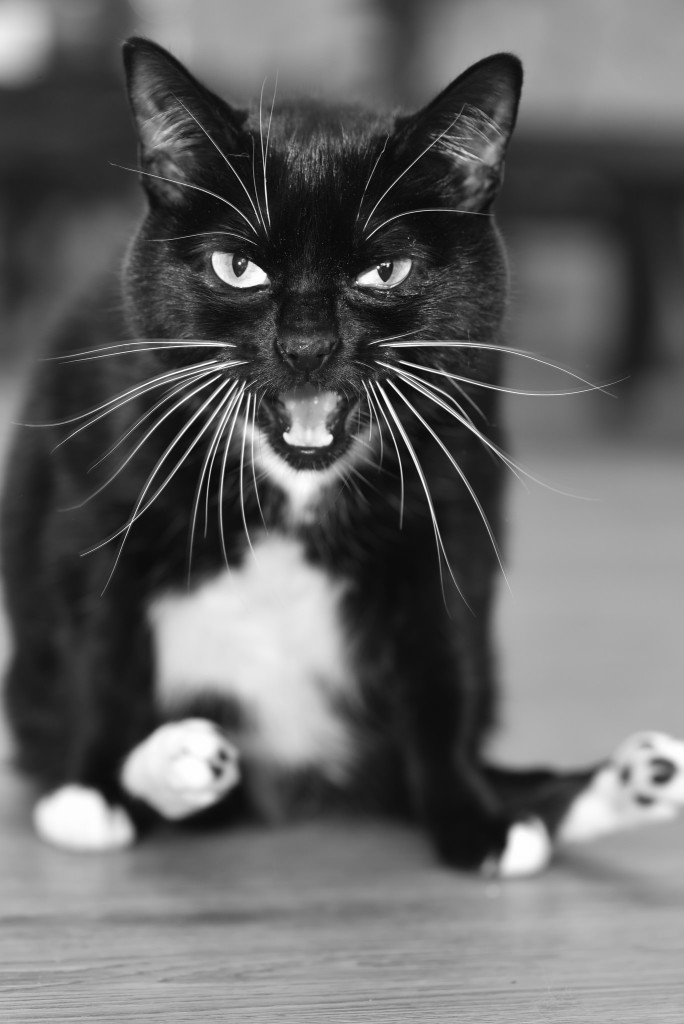 Don't Touch My Diaper! - Olive.