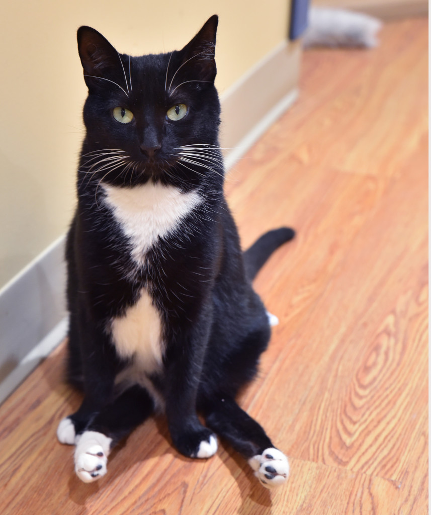  Olive of the Varietal: Feistus Catus