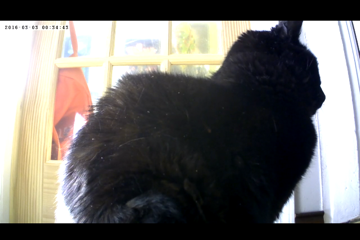 A bonus photo of Niles attempting to block my view of whatever's going on in that room! 