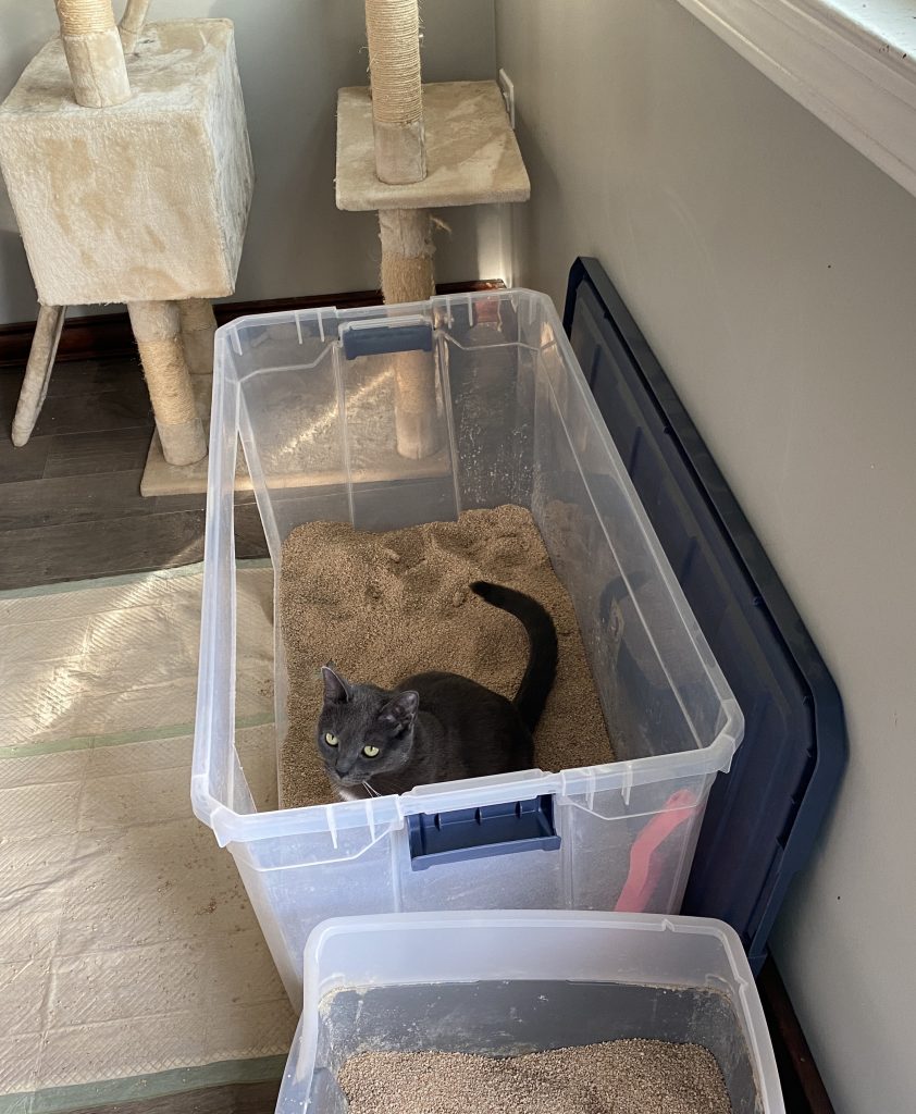 cat in a large litterbox