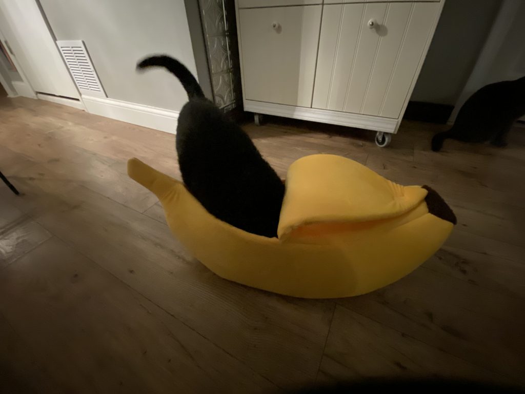 Cats butt stickin out of a banana