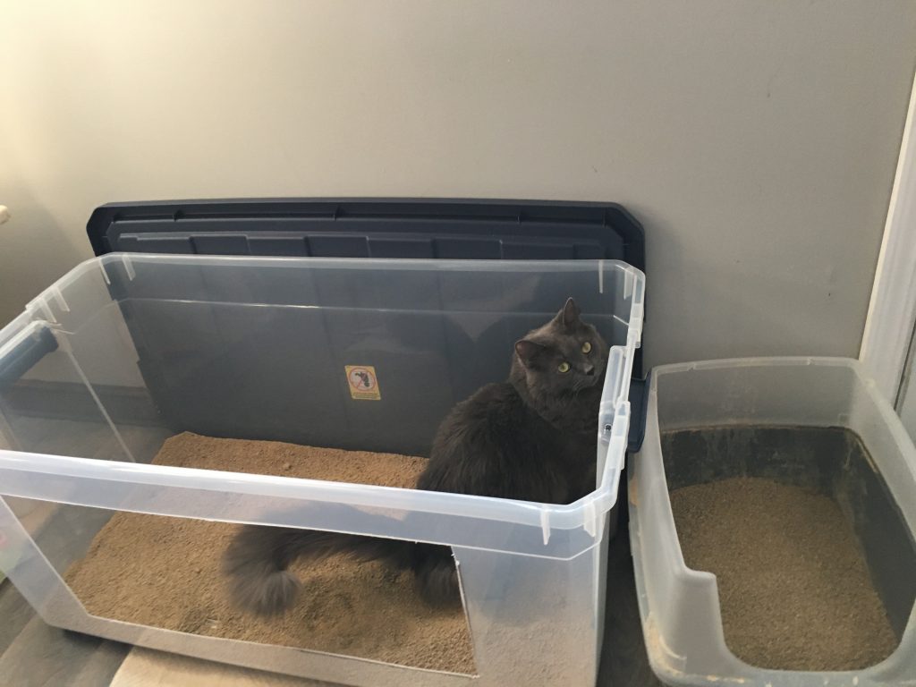 grey cat in a large litter box