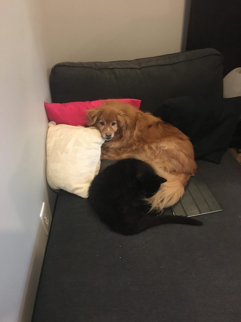 dog and cat snuggle on couch