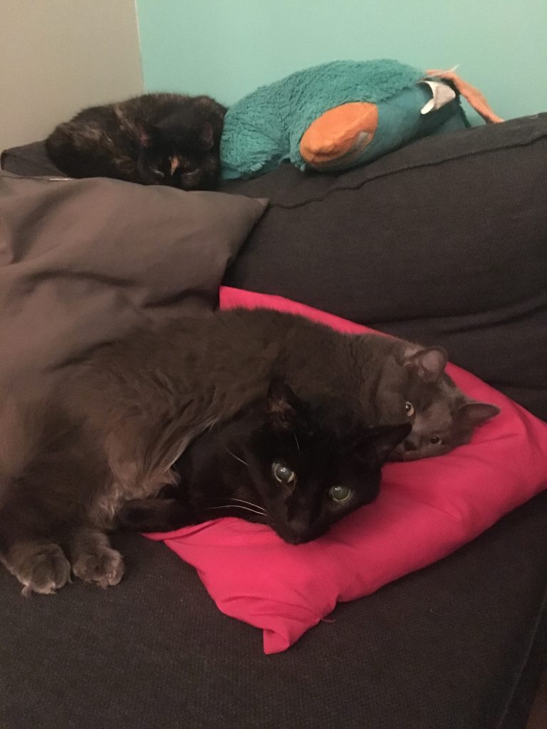 cat lies on other cat on pillow