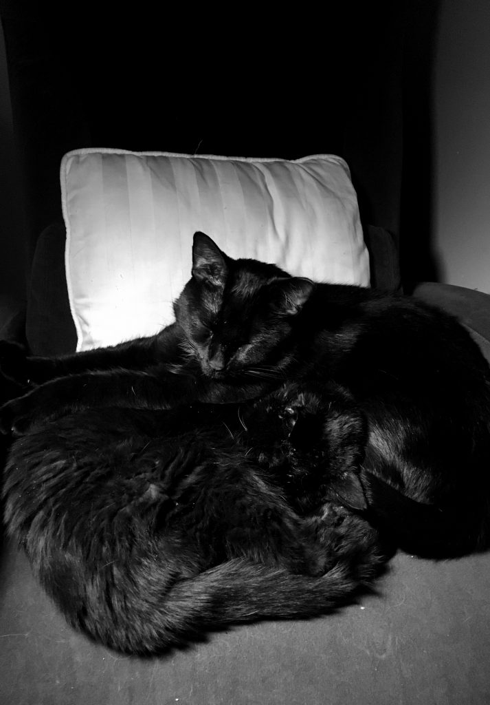 two cats snuggling