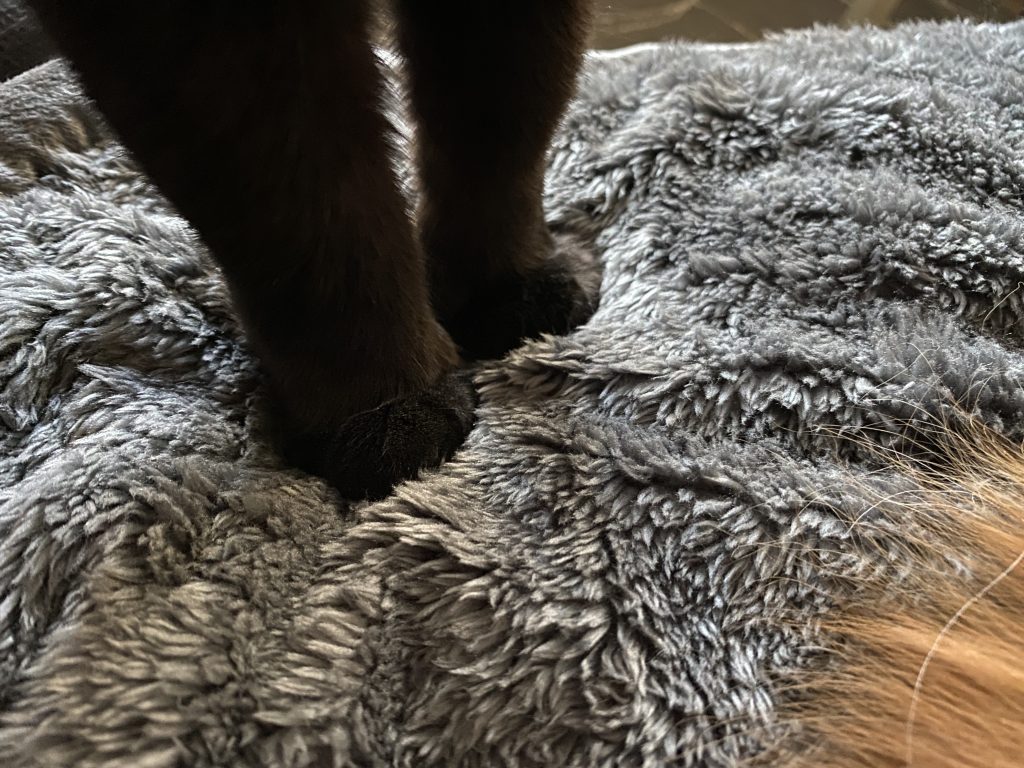 cat toes on a blanket