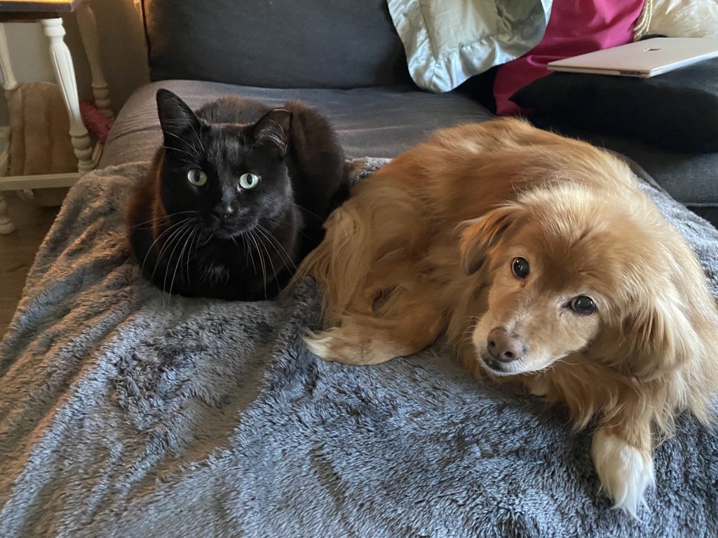 dog and cat on a blanket