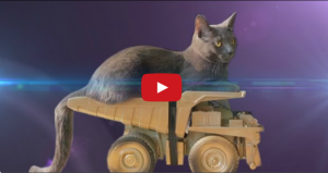 CATastrophes web series tokyo drift parody dump