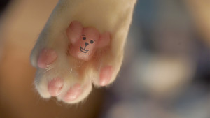 CATastrophes Web Series Bear Paws