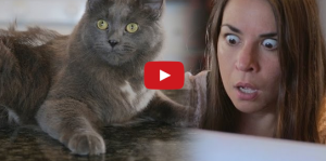 Cat gets stuck in a towel