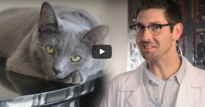 CATventions catastrophes web series