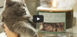 CATastrophes Cat Web Series Candles
